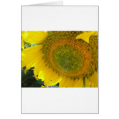 Pretty sunflower (Front)