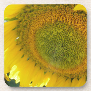 Pretty sunflower beverage coaster