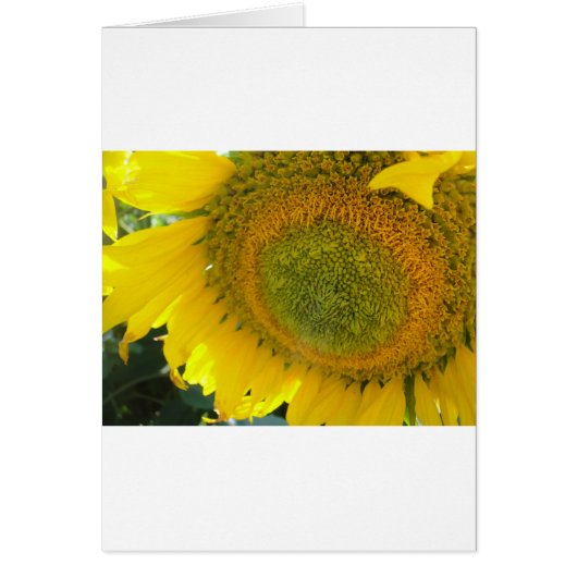 Pretty sunflower cards (Front)