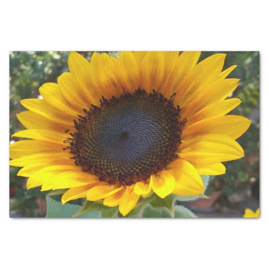 Pretty Sunflower Tissue Paper | Zazzle.com