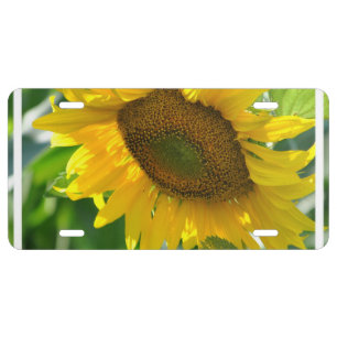Pretty Sunflowers License Plate