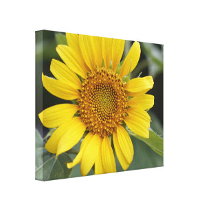 Pretty Sunny Yellow Sunflower 20" x 16" Canvas Print
