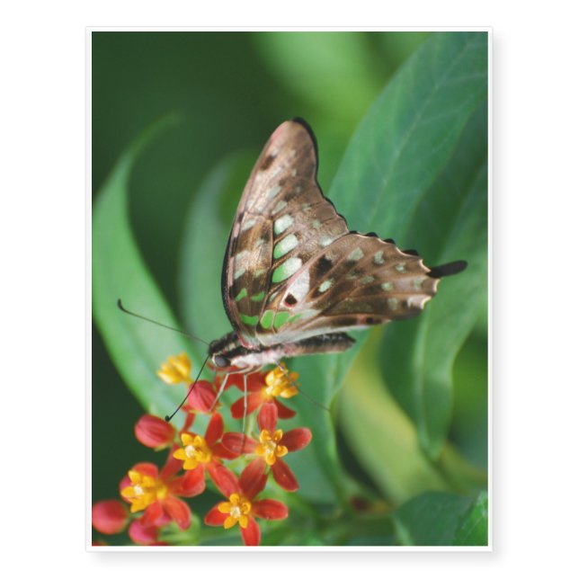 Pretty Swallowtail Butterfly Temporary Tattoos (Front)