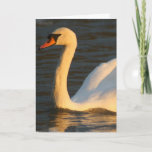 Pretty Swan Greeting Card