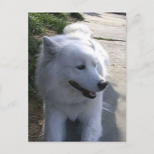 Pretty Sweet White Samoyed Dog Postcard