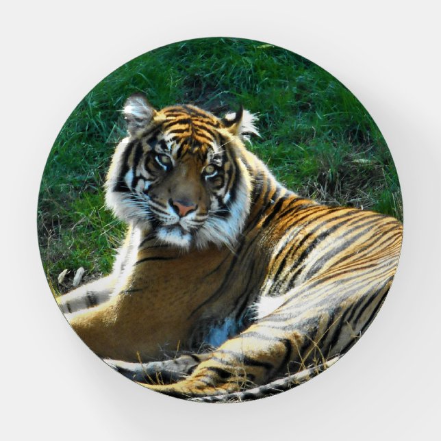 Pretty Tiger Paperweight (Front)