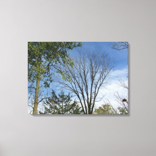 Pretty Treetops against a Sunny Sky Photo Wall Art