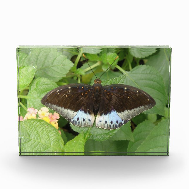 Pretty Tropical Butterfly Decorative Award (Front)