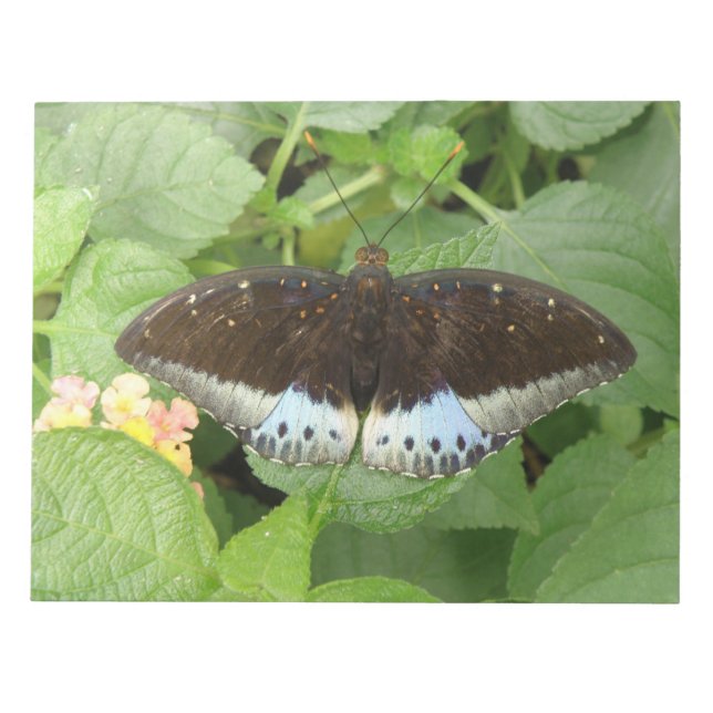 Pretty Tropical Butterfly Notepad (Front)