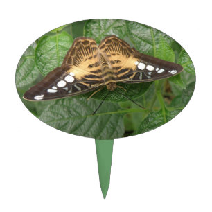 Pretty Tropical Clipper Butterfly Cake Pick