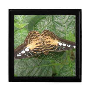 Pretty Tropical Clipper Butterfly Gift Box