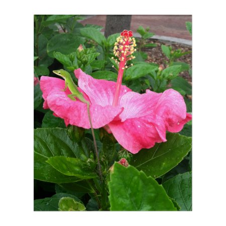 Pretty Tropical Pink Hibiscus Anole Lizard Photo