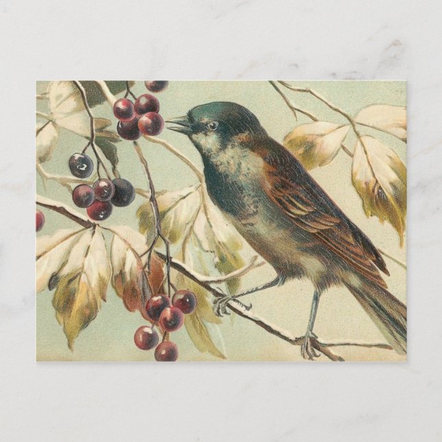 Pretty Vintage Bird Postcard (Front)