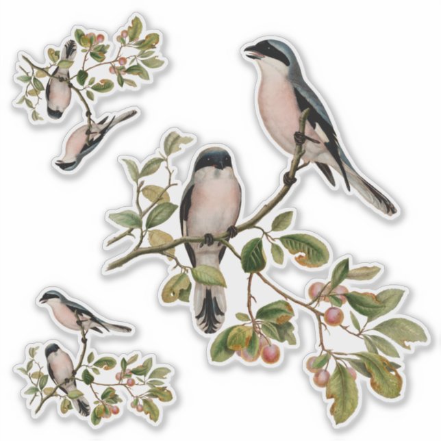 Pretty Vintage Birds In Red Berry Tree Sticker (Front)