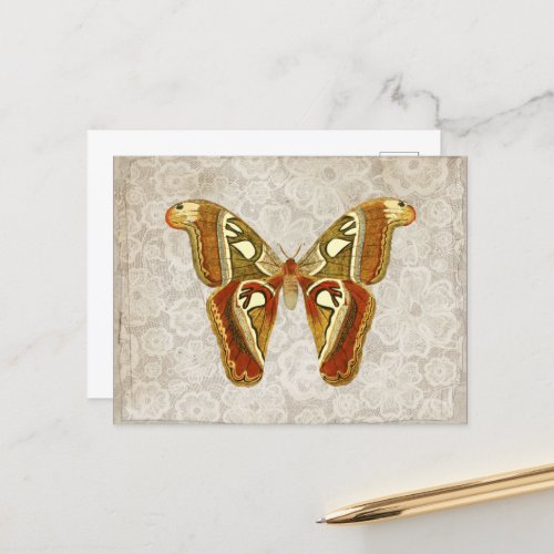 Pretty Vintage Moth Botanical   Postcard