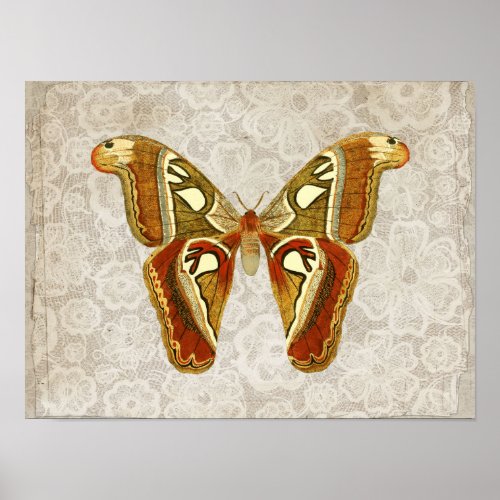 Pretty Vintage Moth Botanical   Poster