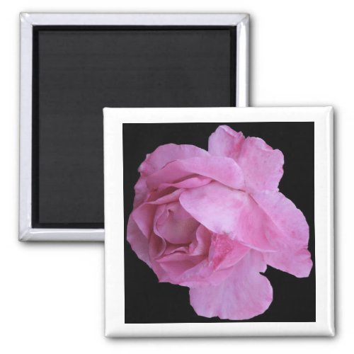 Pretty vintage pink French rose black floral girly Magnet