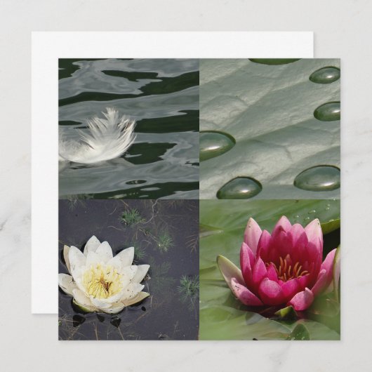 Pretty Water Lilies (Front/Back)