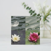 Pretty Water Lilies (Standing Front)