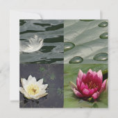 Pretty Water Lilies (Front)