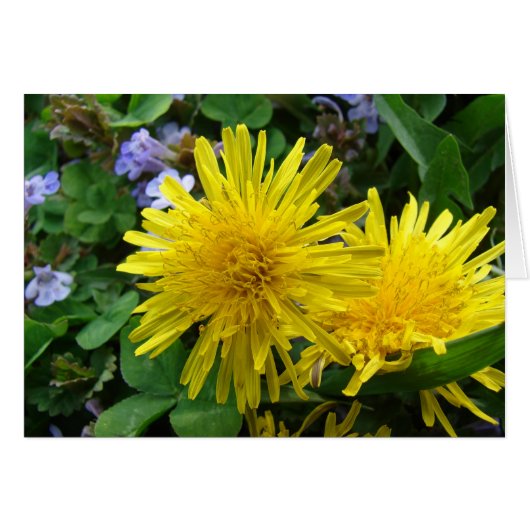 Pretty Weeds Cards (Front Horizontal)