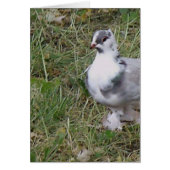 Pretty White and Gray Fancy Feather Footed Pigeon (Front)