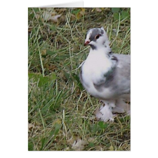 Pretty White and Gray Fancy Feather Footed Pigeon (Front)