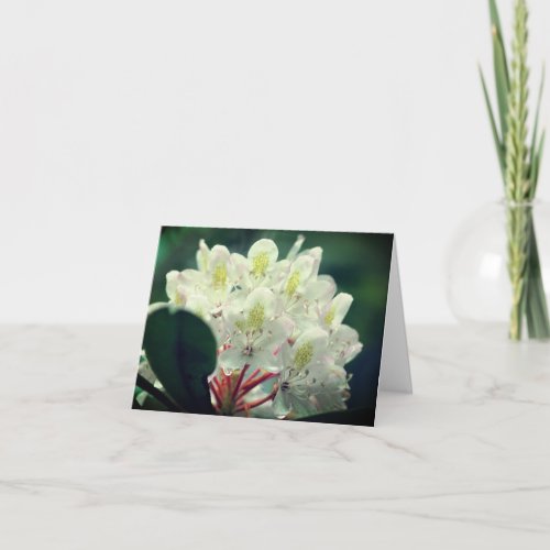 Pretty White Azalea Flower Blank Note Card