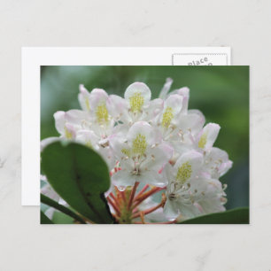 Pretty White Azalea Flower Photography Postcard