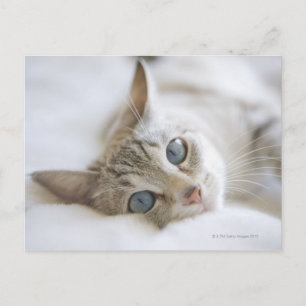 Pretty white cat with blue eyes laying on couch postcard