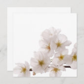 Pretty White Cherry Blossoms (Front/Back)