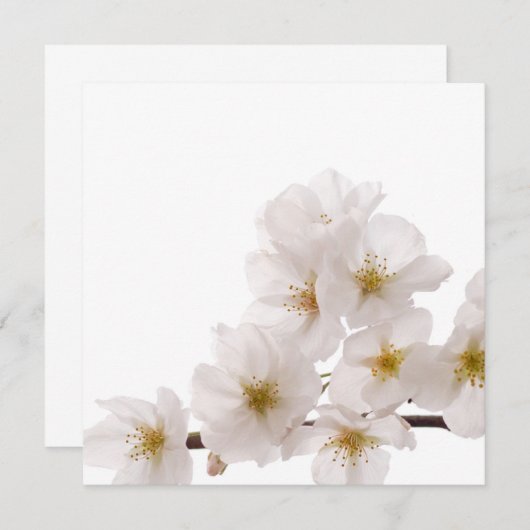 Pretty White Cherry Blossoms (Front/Back)