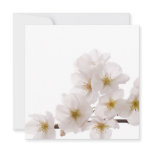 Pretty White Cherry Blossoms