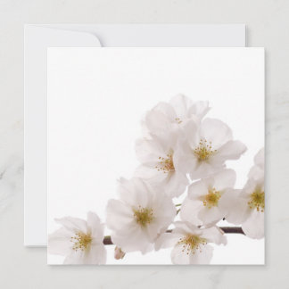 Pretty White Cherry Blossoms