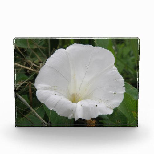 Pretty White Convolvulus Flower Decorative Award