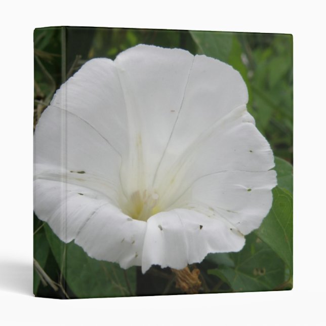 Pretty White Convolvulus Flower Photograph Album Binder (Front/Spine)