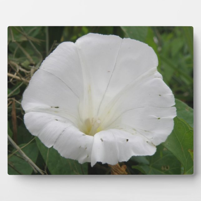 Pretty White Convolvulus Flower Plaque (Front)