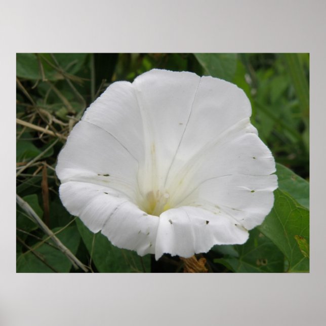 Pretty White Convolvulus Flower Poster (Front)