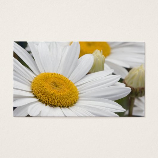 Pretty White Daisies (Front)