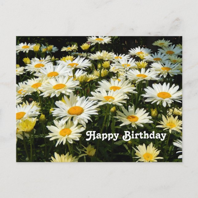 Pretty White Daisies Garden Floral Photo Birthday Postcard (Front)