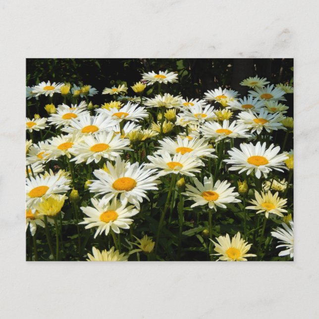 Pretty White Daisies Garden Floral Photo Postcard (Front)