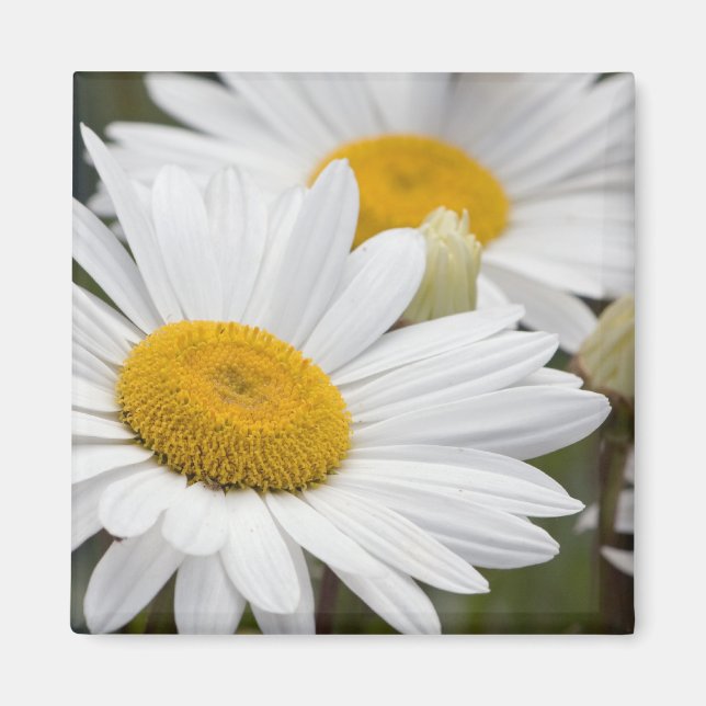 Pretty White Daisies Magnet (Front)