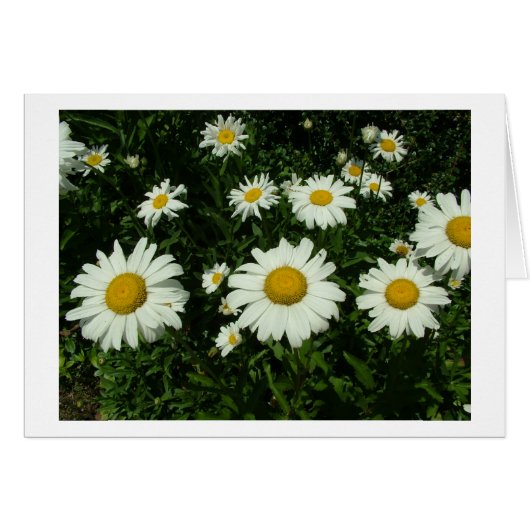 pretty white daisy flowers. cards (Front Horizontal)