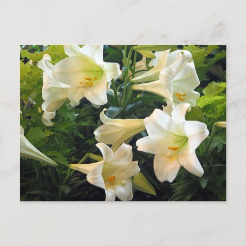 Pretty White Easter Lilies Floral Photo Postcard