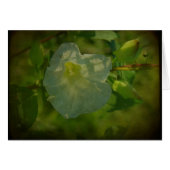 Pretty White Flower (Front Horizontal)