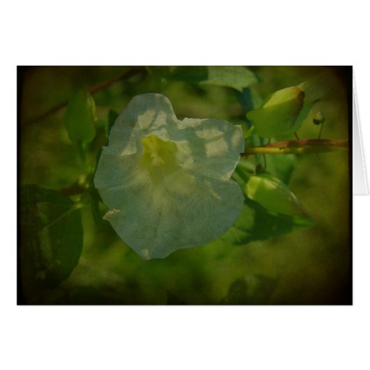 Pretty White Flower Cards (Front Horizontal)