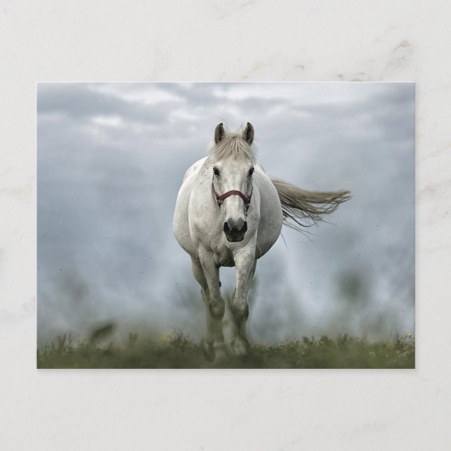 Pretty White Horse Cloud Photo Postcard (Front)