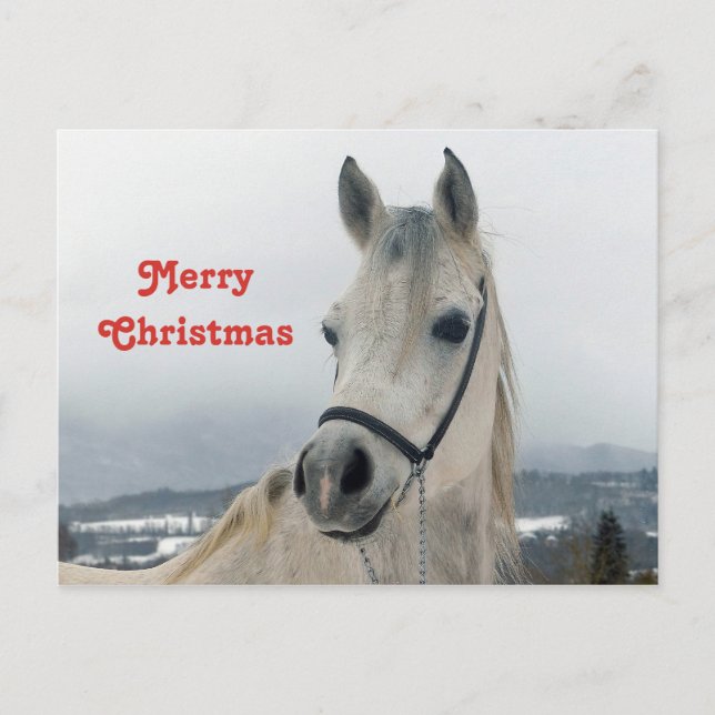 Pretty White Horse Photo  Christmas Postcard (Front)
