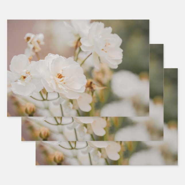 Pretty White Korbin Roses Real Botanical Photo Wrapping Paper Sheets (Set)