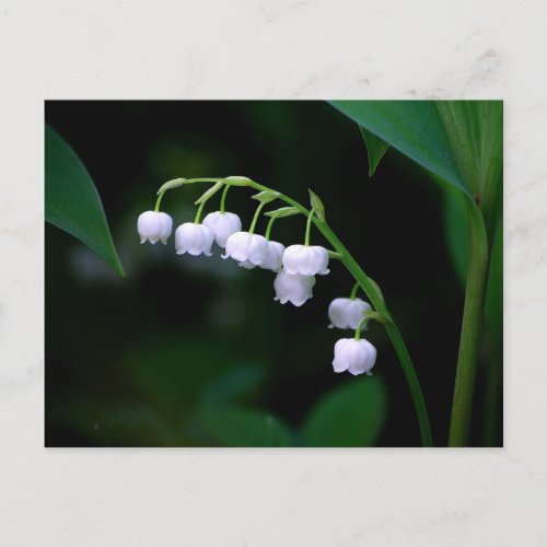 Pretty White Lily of the Valley Floral Photo Postcard